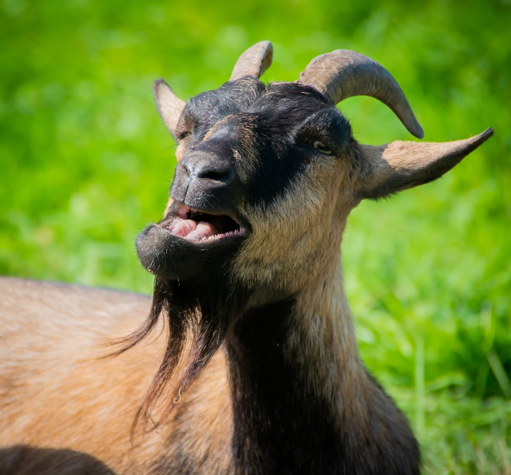 a close up of a goat with its mouth open