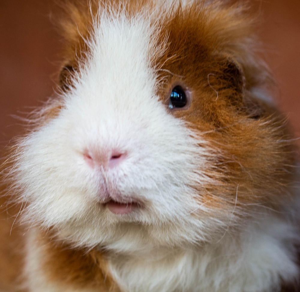 a close up of a brown and white guinea pig