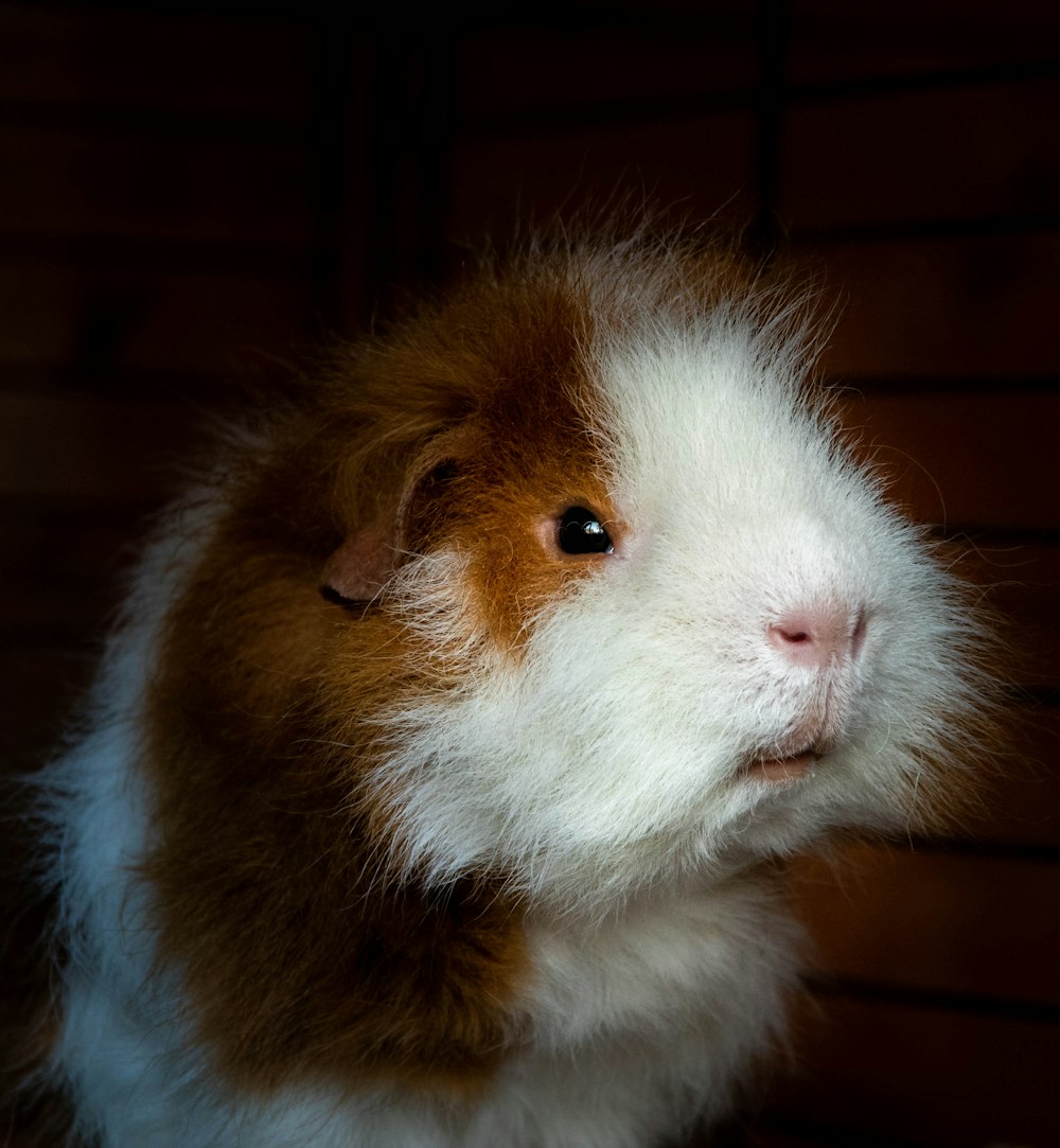 a close up of a guinea pig in a cage