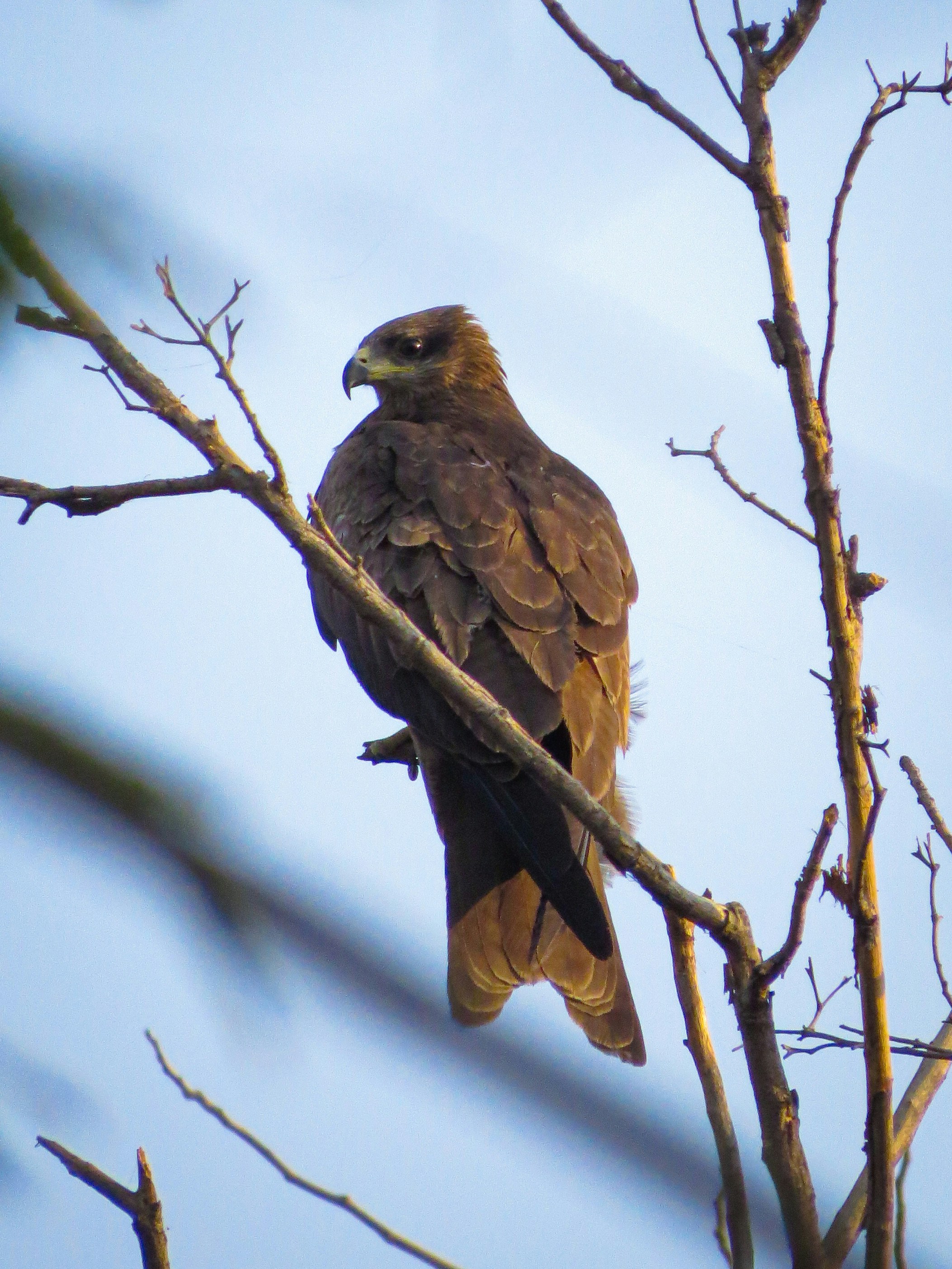 Photo by anandramavath_786