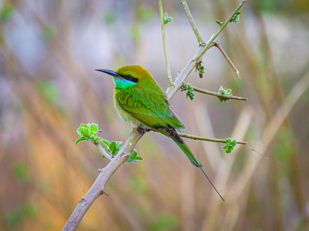 a green bird sitting on a branch of a tree