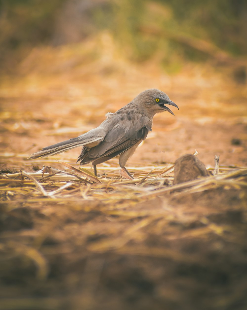 a bird standing on top of a dry grass field