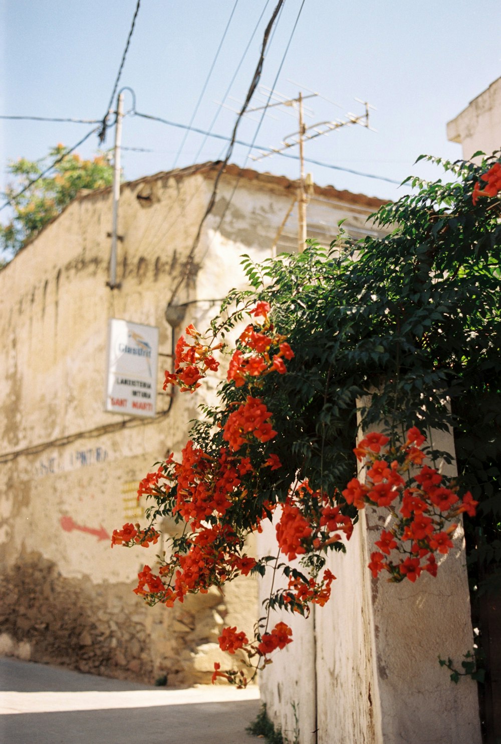 red flowers growing on the side of a building