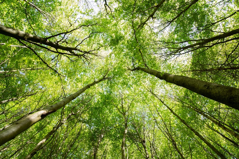 looking up at the tops of tall trees in a forest