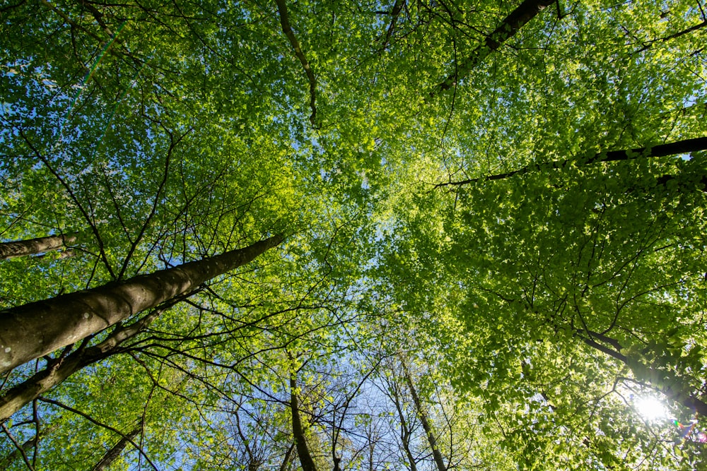 looking up at the tops of tall trees in a forest