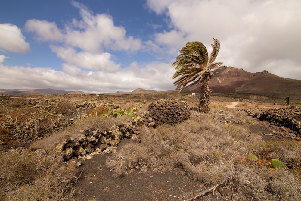 a palm tree in the middle of a desert