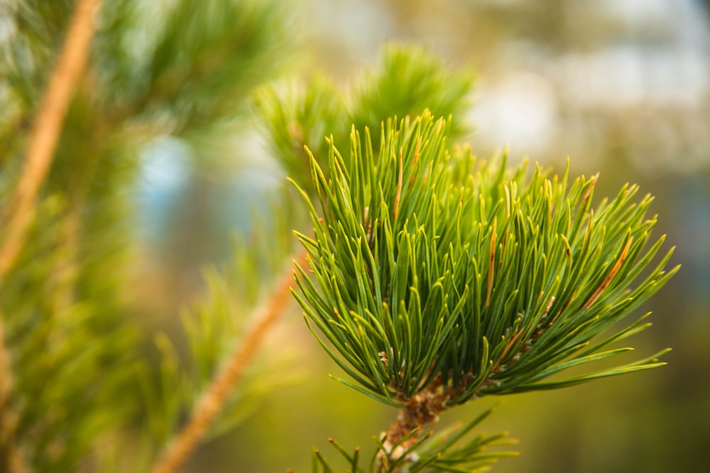 a close up of a pine tree branch