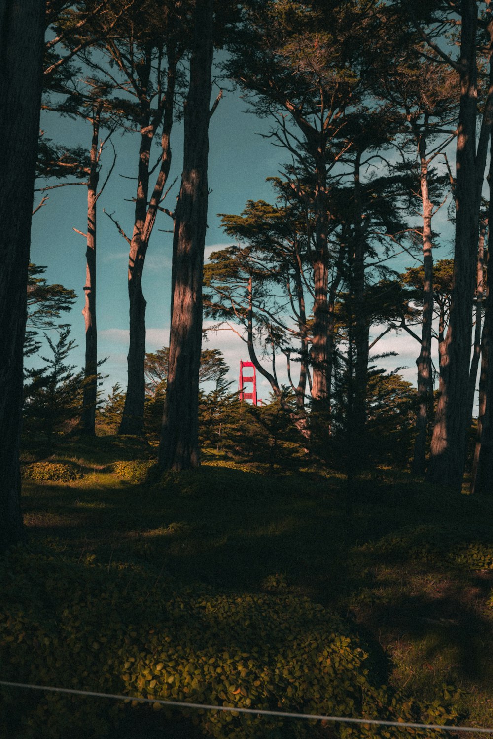 a red chair sitting in the middle of a forest