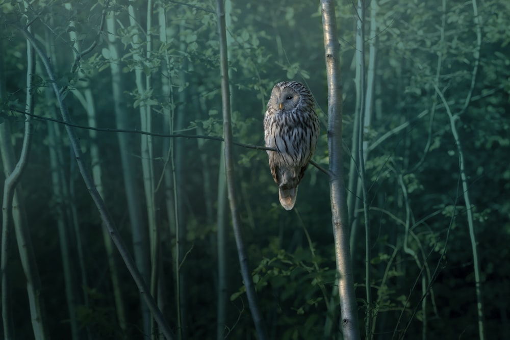 an owl sitting on a branch in a forest