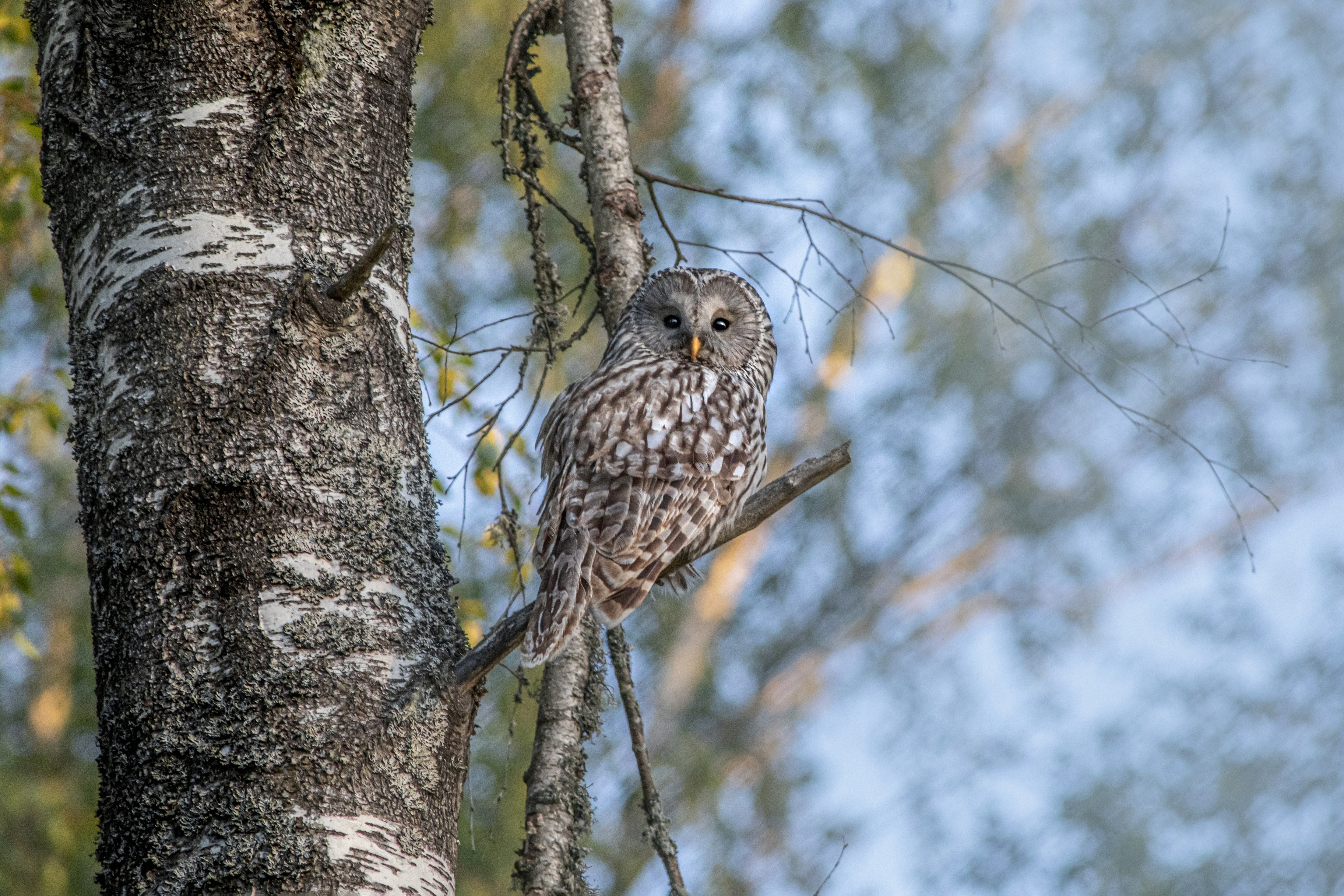 Photo by erik_karits