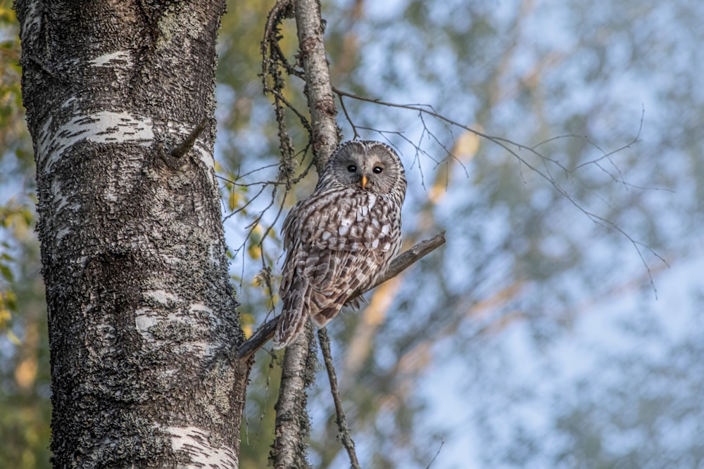 an owl is perched on a tree branch