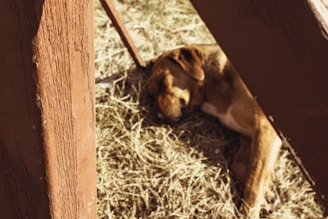 A gentle dog resting peacefully in a sunlit forest clearing.