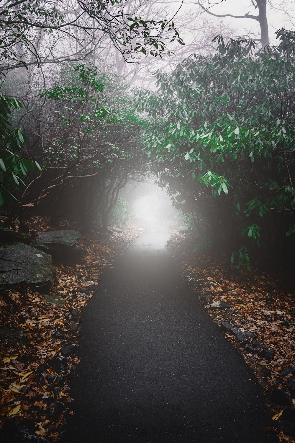 um caminho no meio de uma floresta em um dia nebuloso
