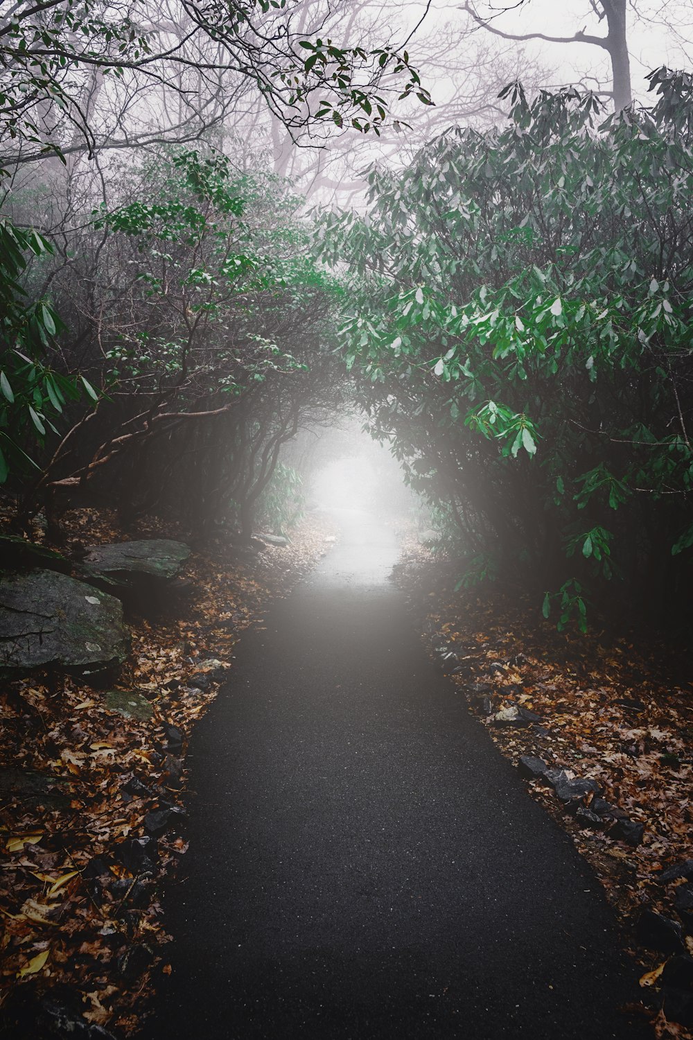 a path in the middle of a forest on a foggy day