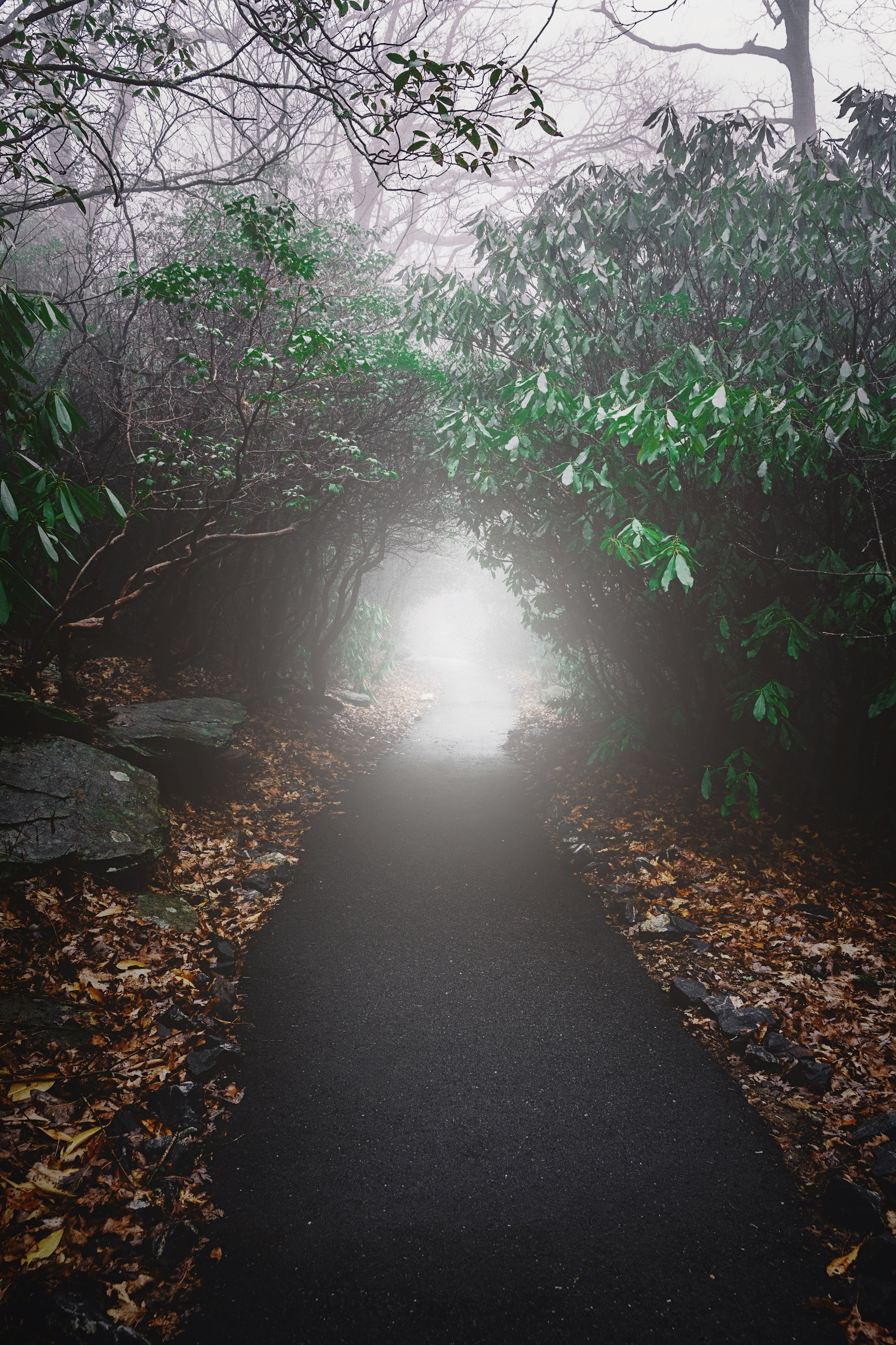 a path in the middle of a forest on a foggy day