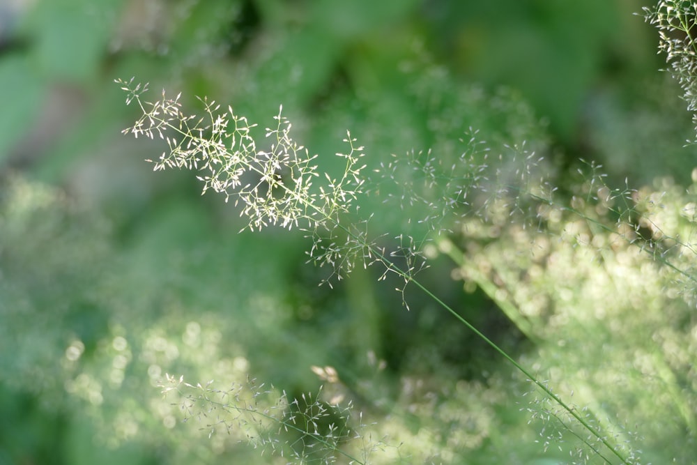 a close up of a plant with lots of leaves