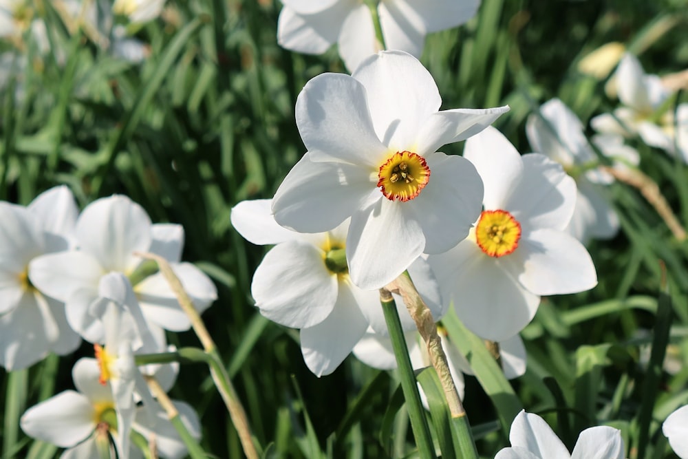 a bunch of white flowers that are in the grass