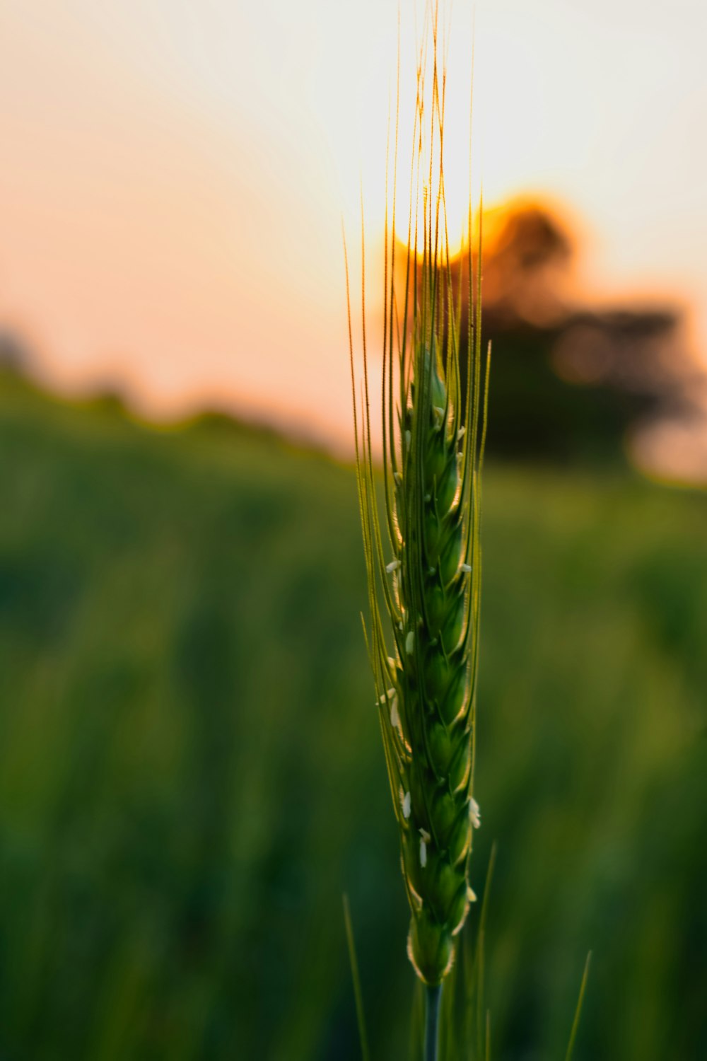 a close up of a green plant in a field