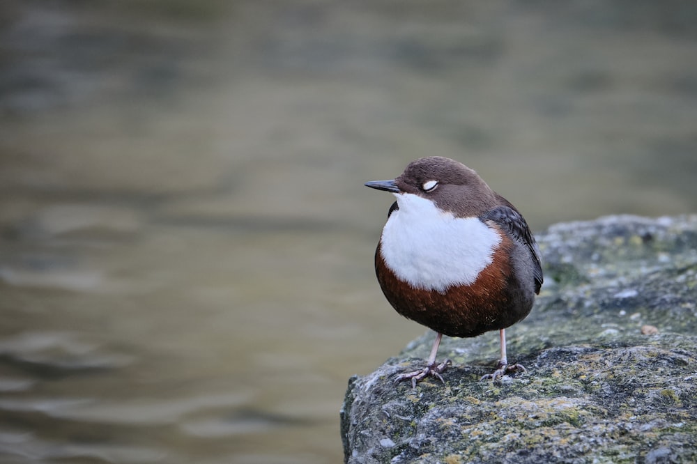 a brown and white bird sitting on top of a rock