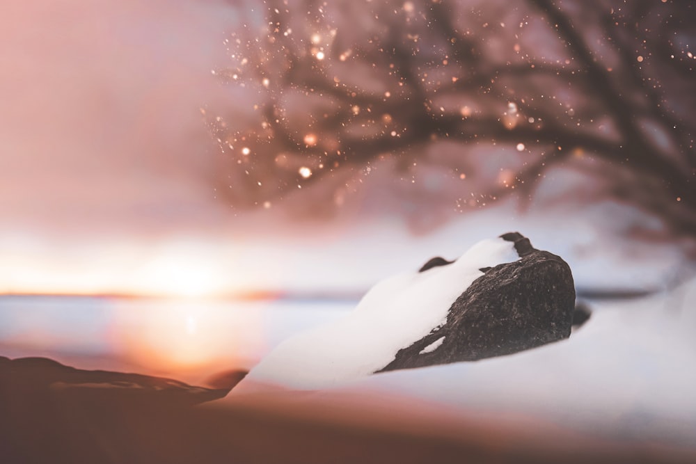 a bird sitting on top of a snow covered rock