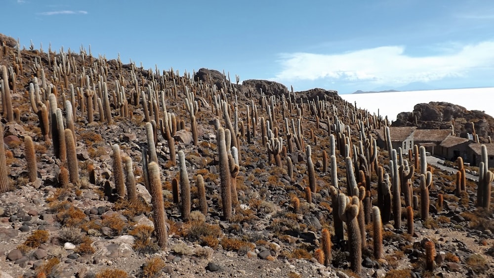 a large group of cacti on a rocky hillside