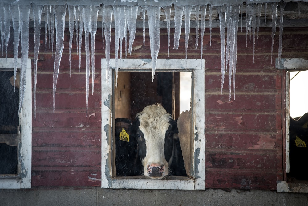 a cow sticking its head out of a window