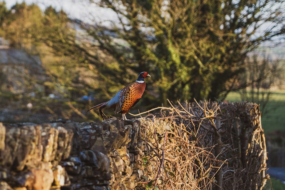 a bird sitting on top of a stone wall