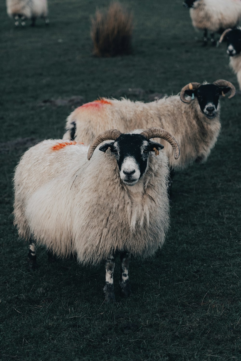 Un gregge di pecore in piedi in cima a un campo verde lussureggiante