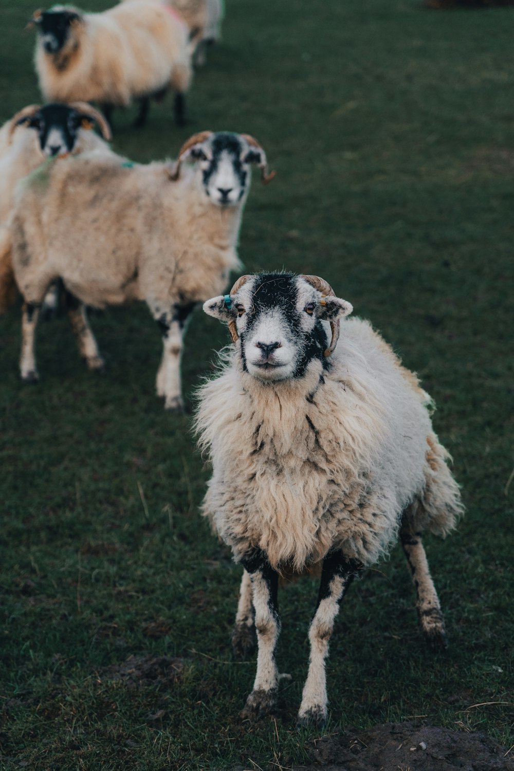 a herd of sheep standing on top of a lush green field