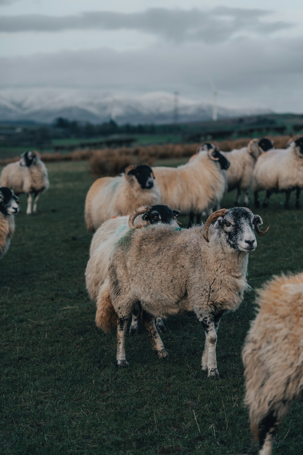 a herd of sheep standing on top of a lush green field