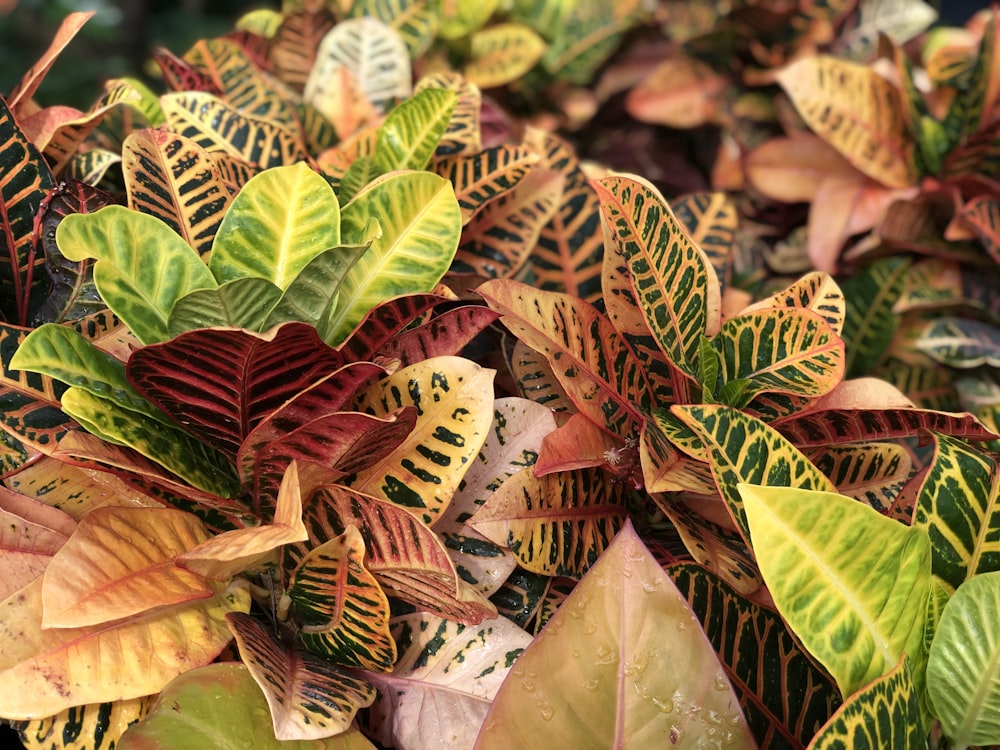 a close up of a bunch of colorful leaves