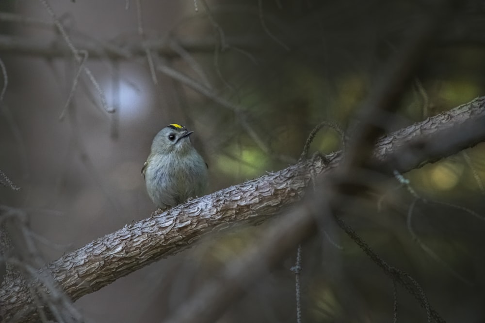 a small bird perched on a tree branch