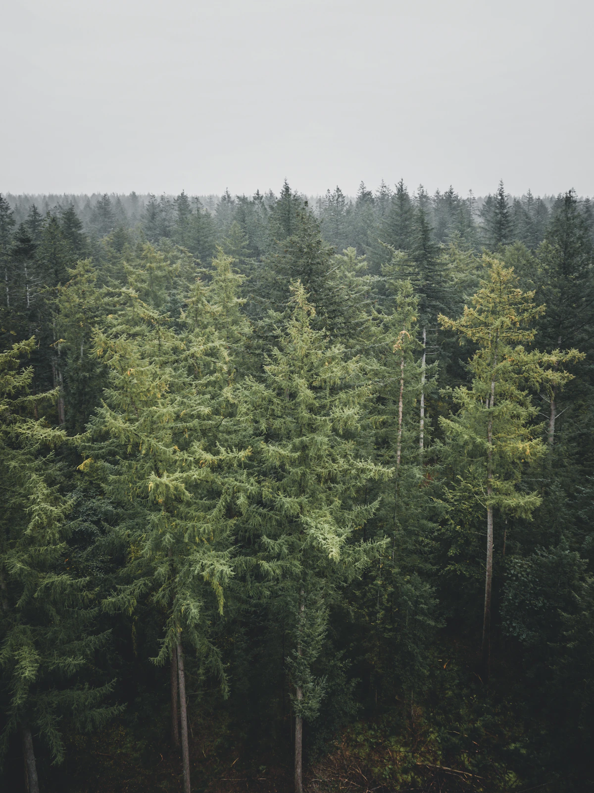 Forest — the paper-to-digital trade