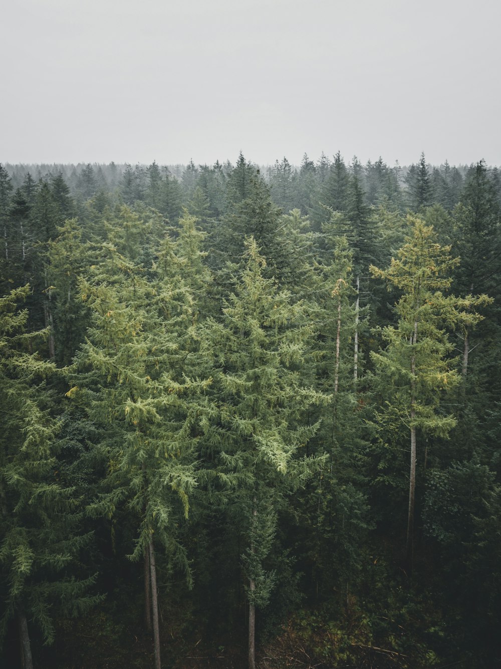 a forest filled with lots of tall trees