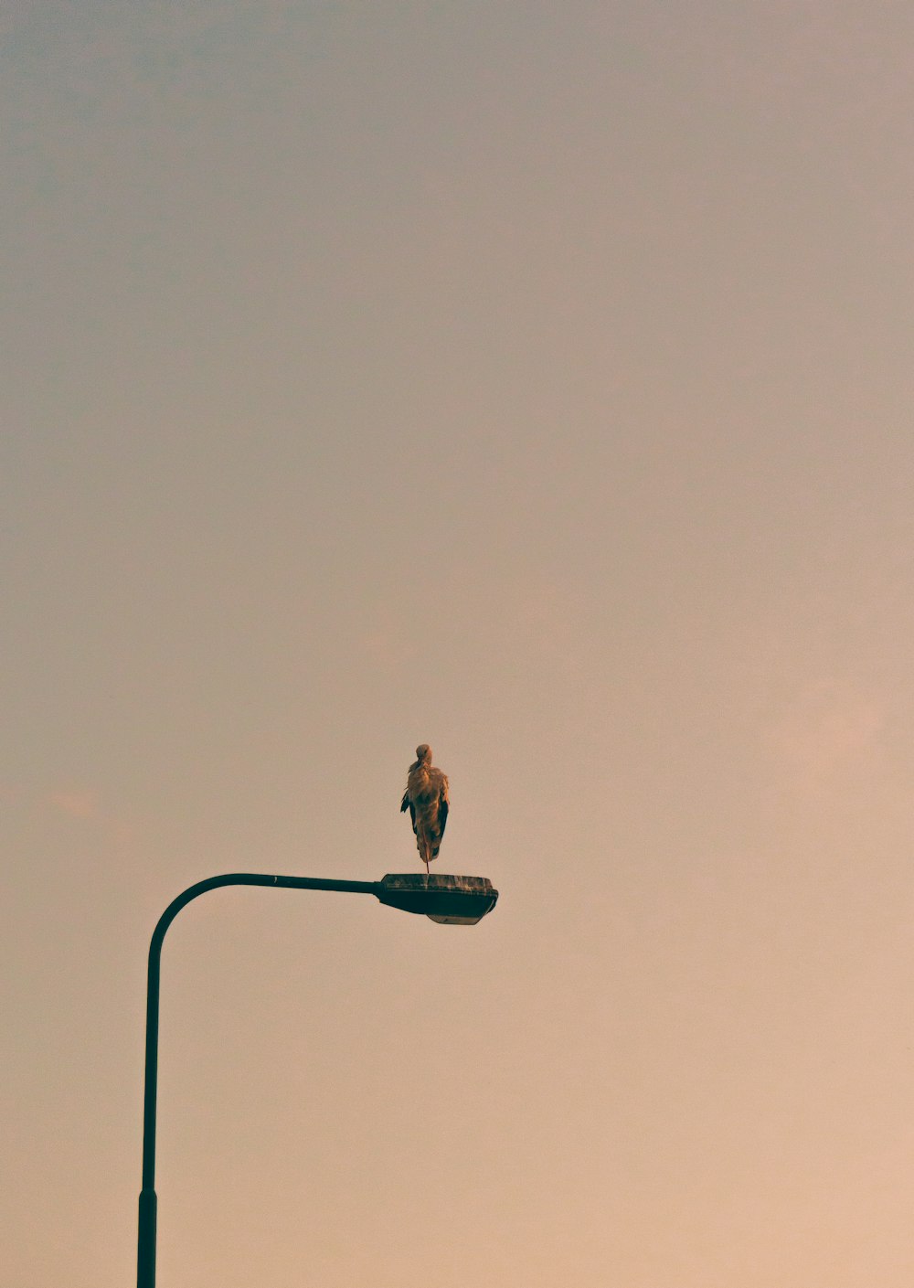 a bird sitting on top of a street light