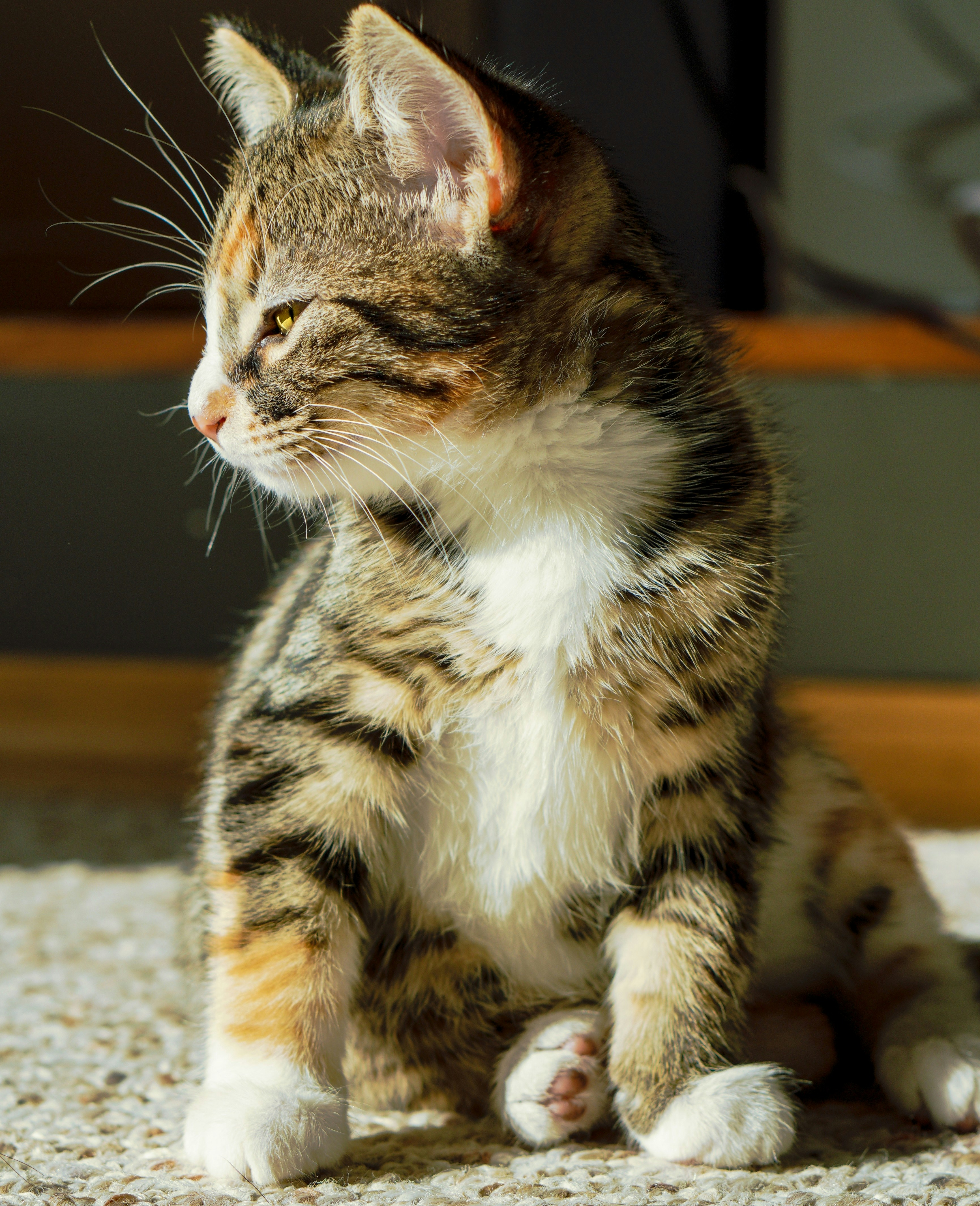 Photo by the_ahnafpiash