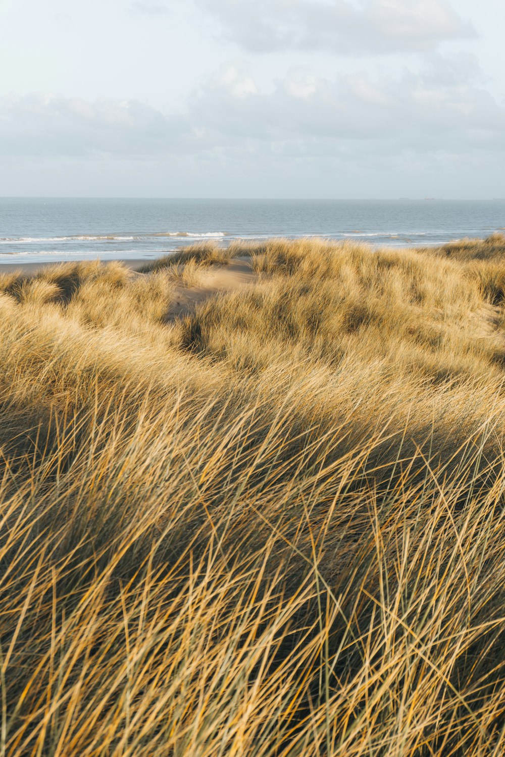 a grassy area with a beach in the background