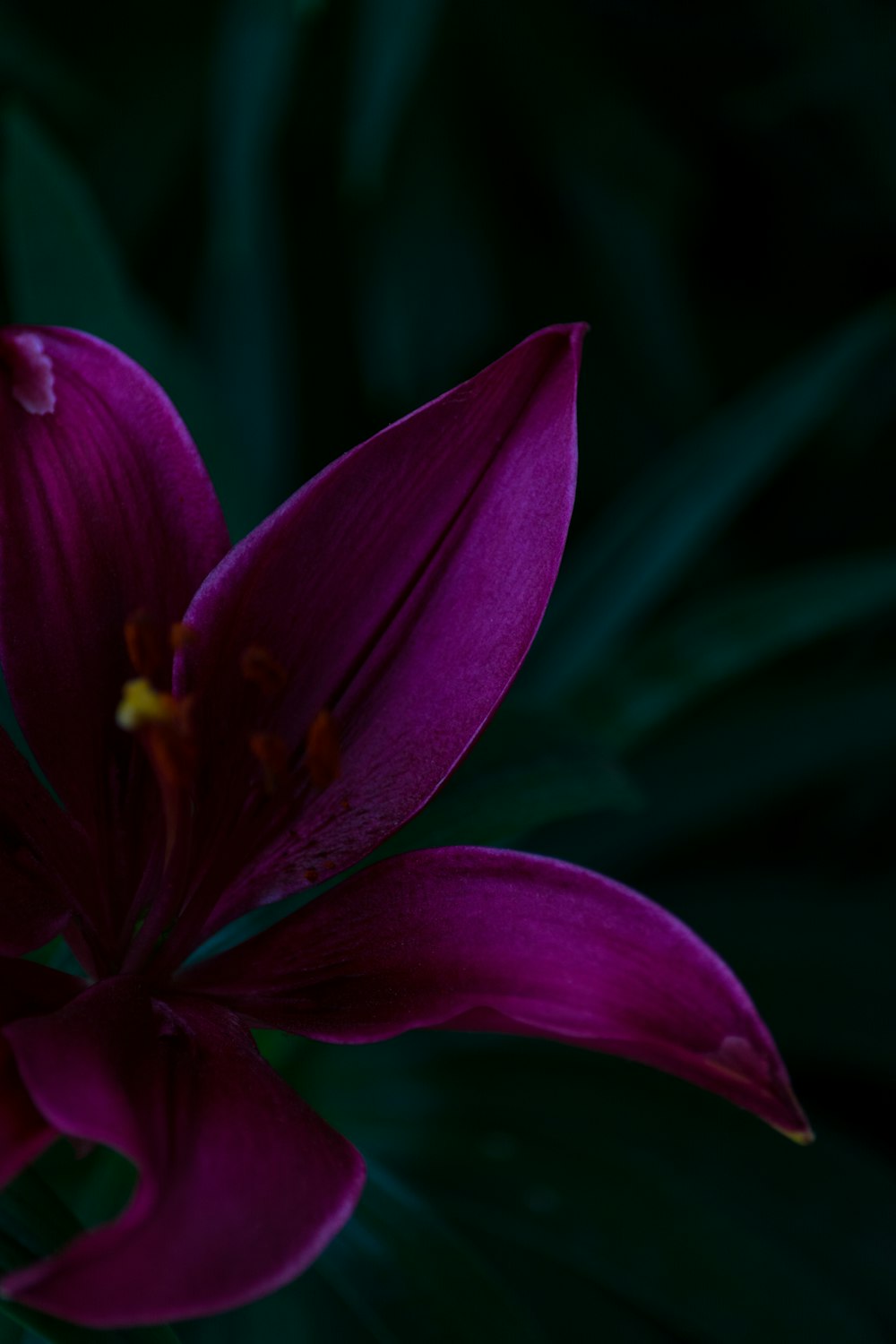 a purple flower with green leaves in the background