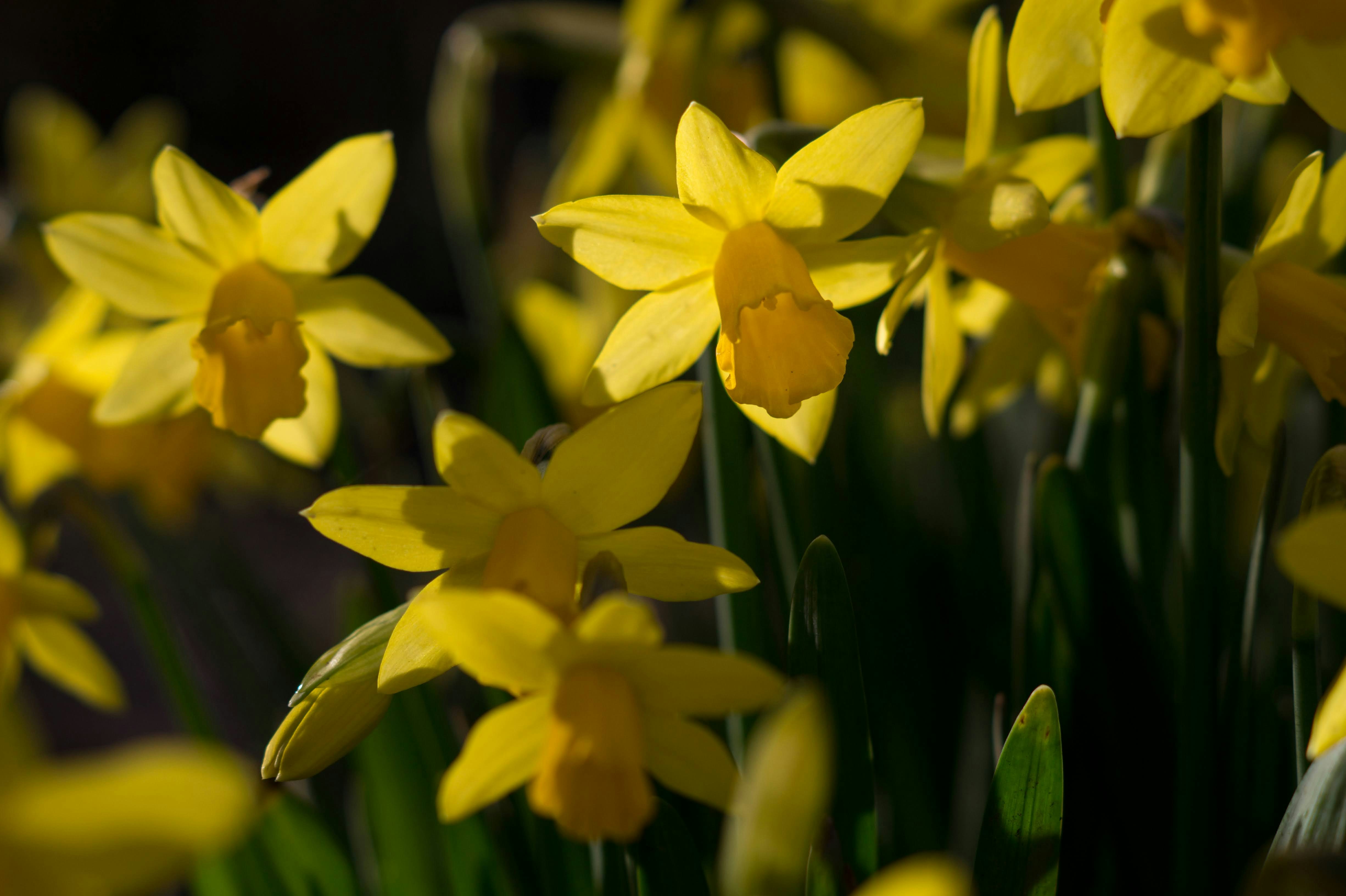 ein Strauß gelber Blumen, die blühen
