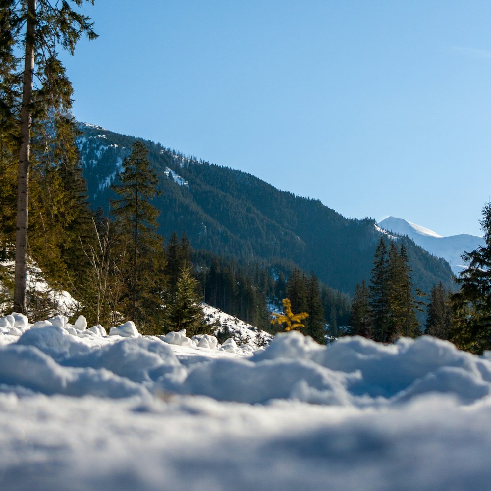 a mountain covered in snow with trees in the foreground