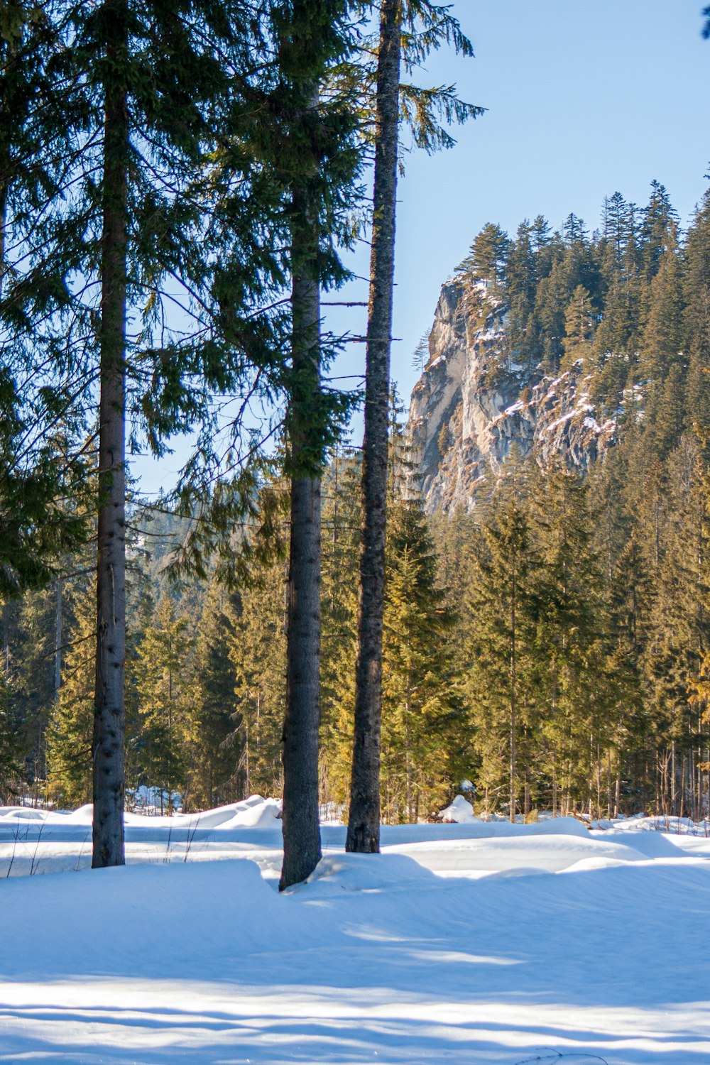 a snow covered field with trees and a mountain in the background