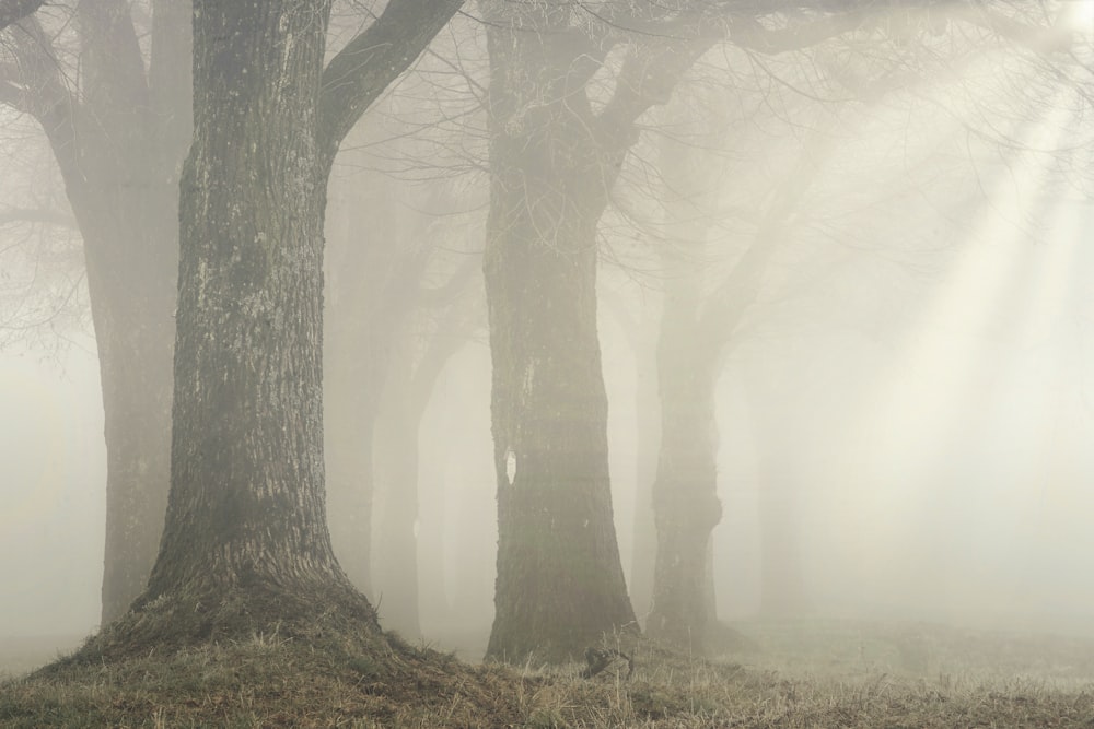 a foggy forest filled with lots of trees