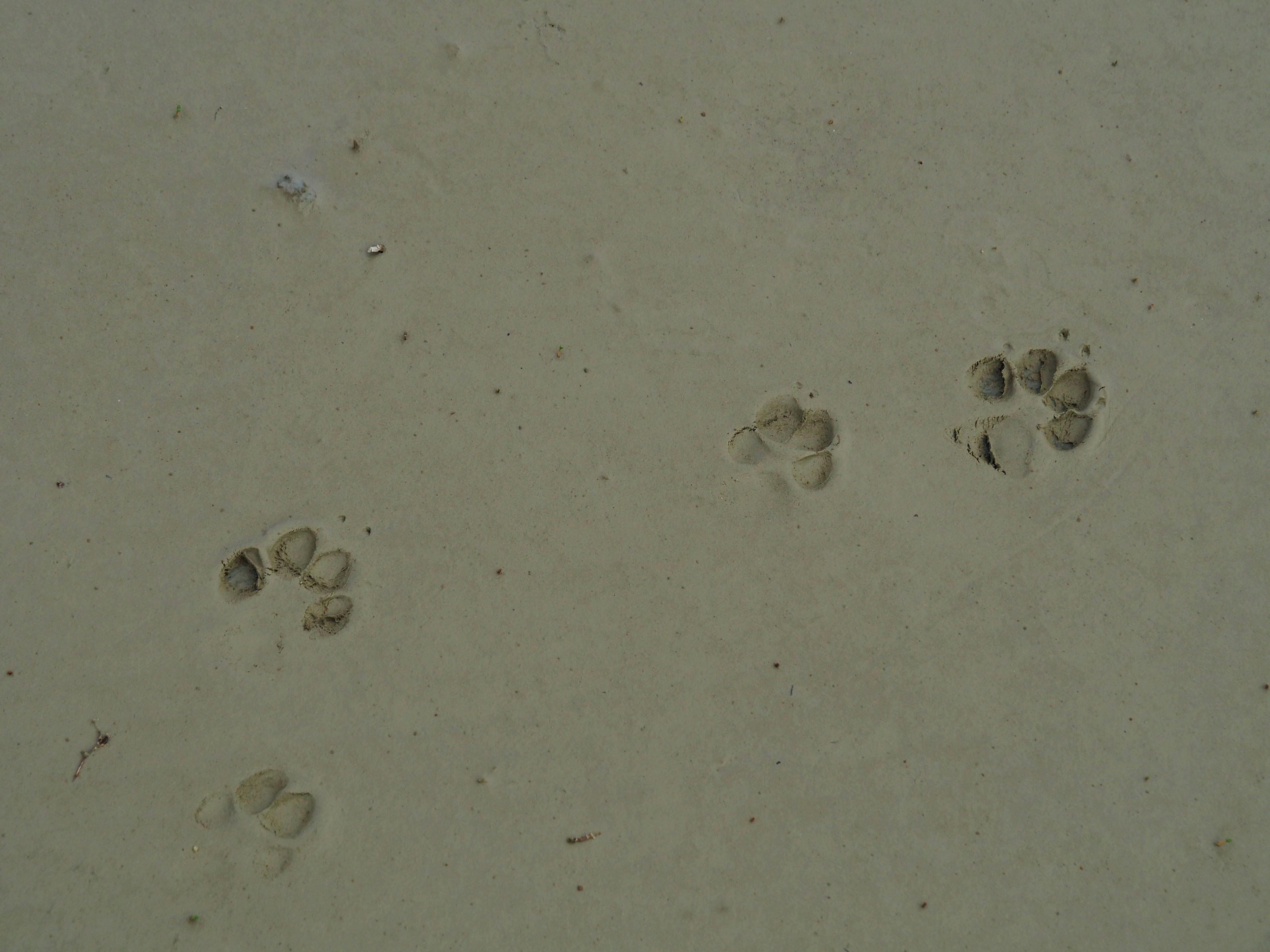 a couple of footprints that are in the sand