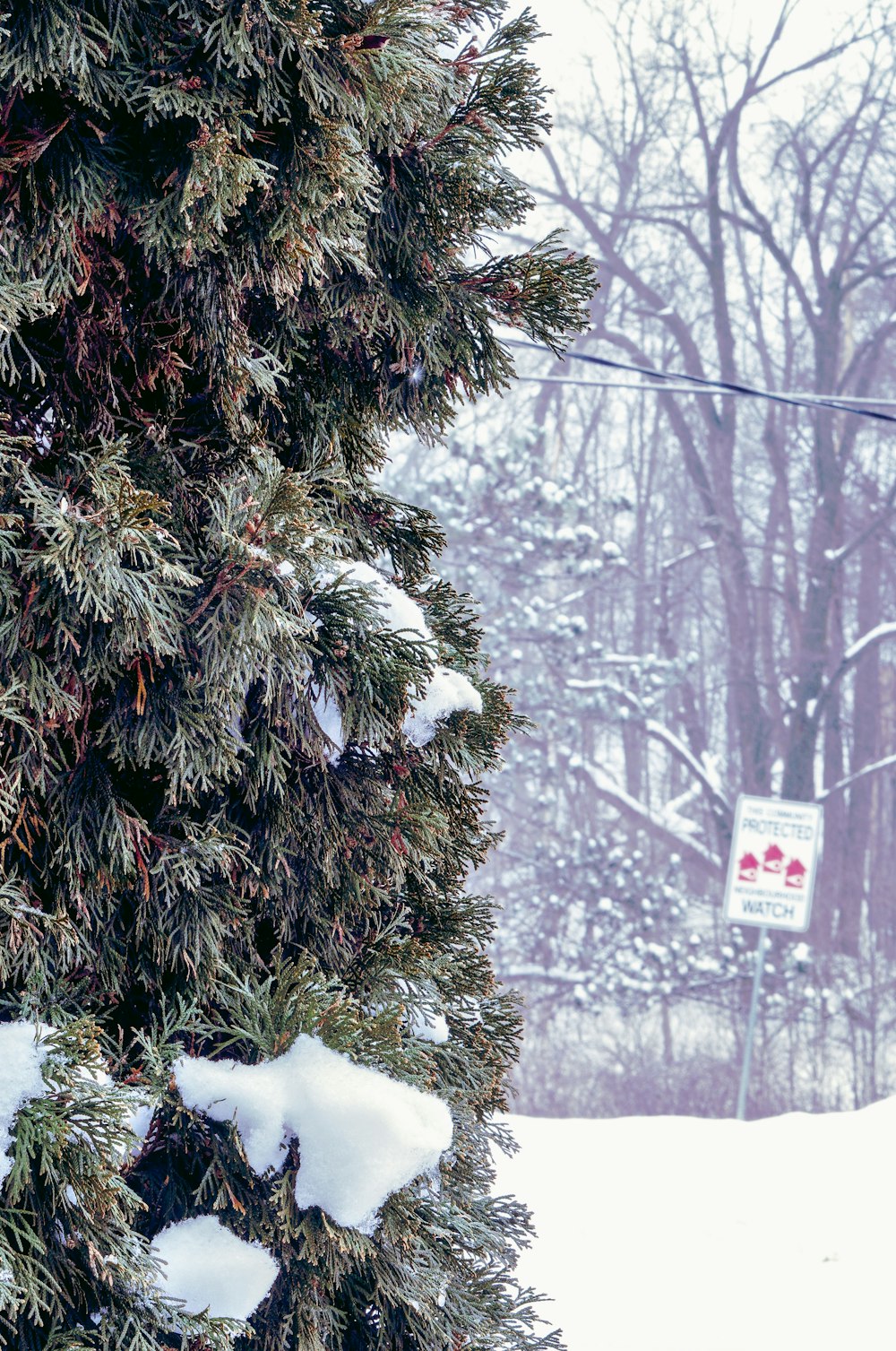 a snow covered evergreen tree next to a ski lift