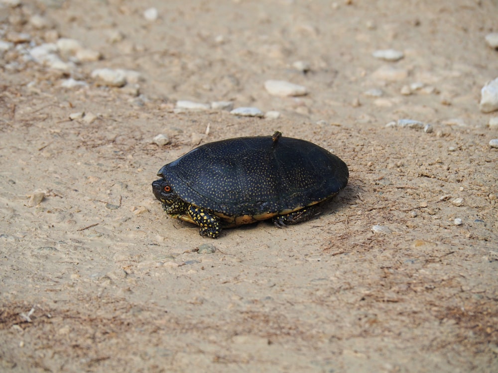 a turtle lying in the dirt