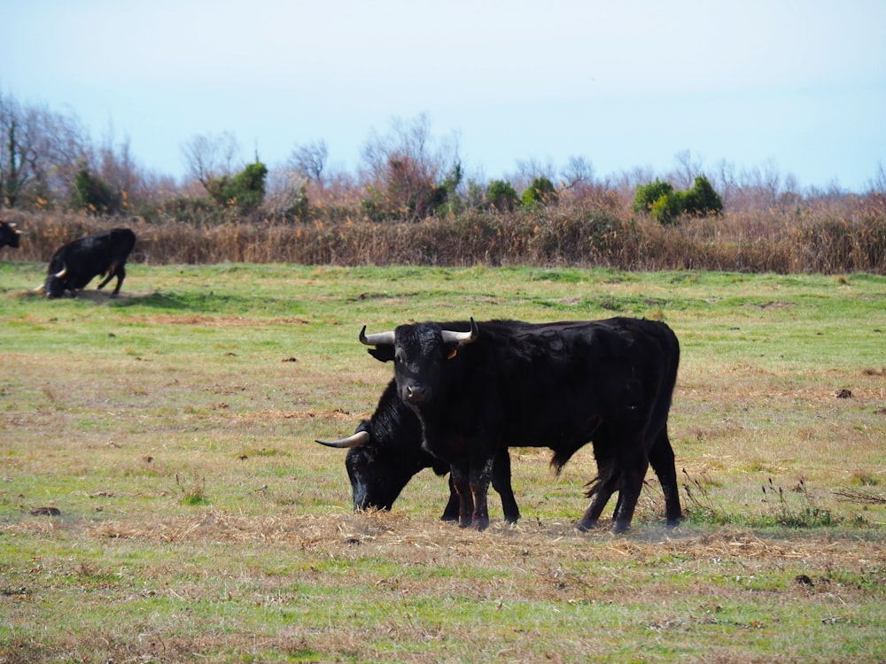 um rebanho de gado em pé em cima de um campo coberto de grama