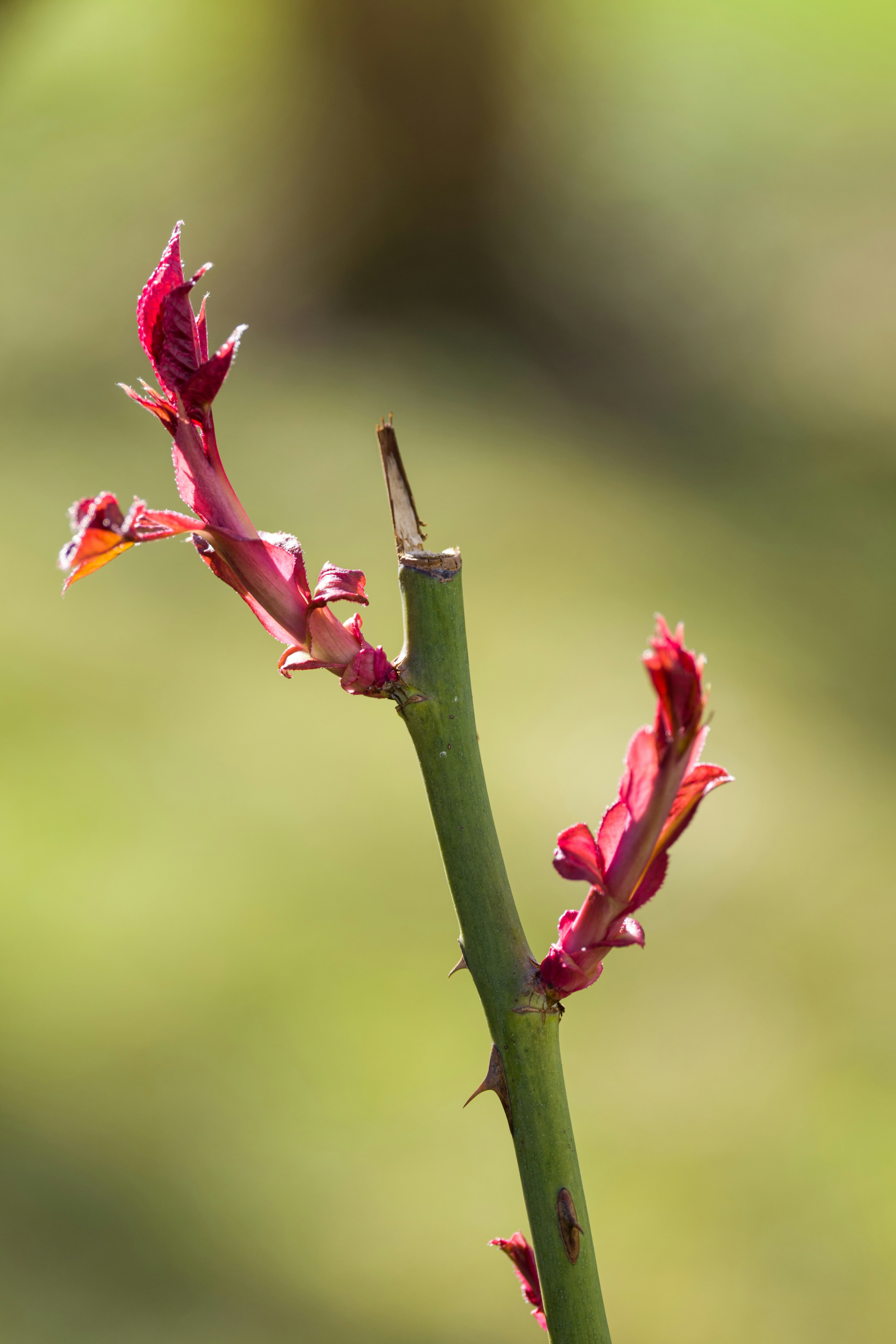 Photo by georgeiermann