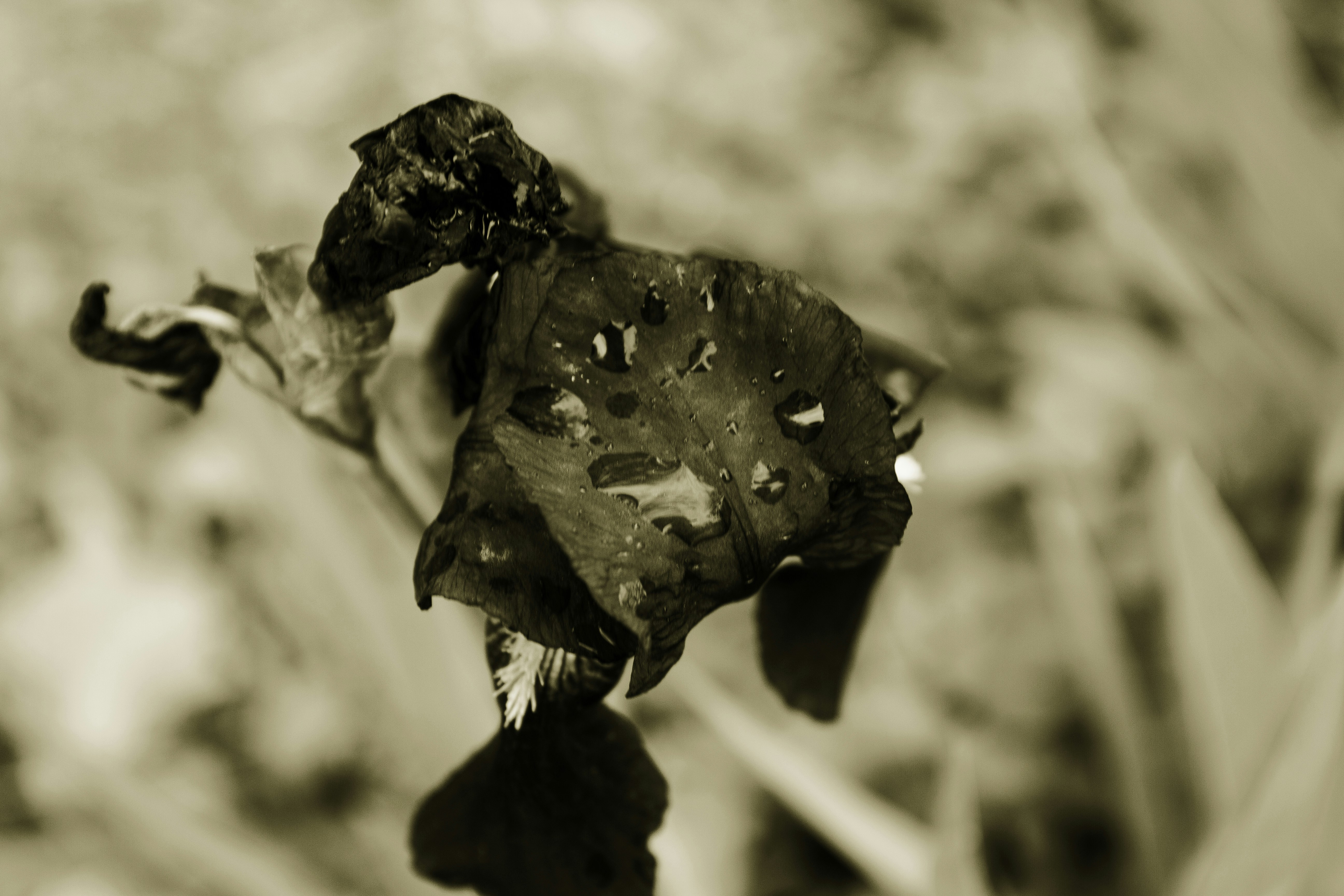 Foto zum Thema Ein SchwarzWeißFoto einer toten Blume Kostenloses