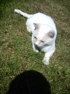 A happy cat stretching out on a patch of grass outside, basking in the warm sunlight