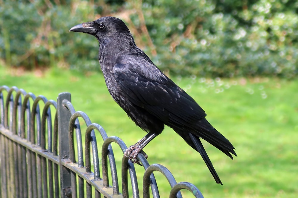 a black bird sitting on top of a metal fence